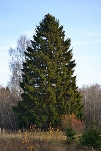 Norway spruce