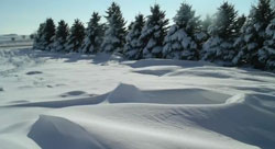 living-snow-fence