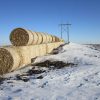 Winter Maintenance Research Roundup corn stalks as snow fences
